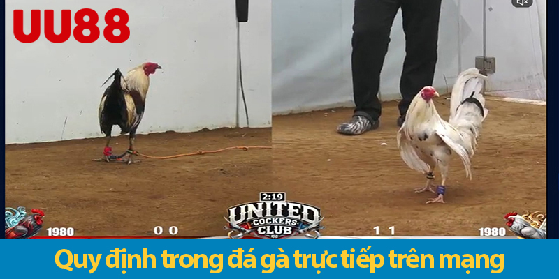 Đá gà mạng trực tiếp - Trải nghiệm chất lượng cao và an toàn tại UU88